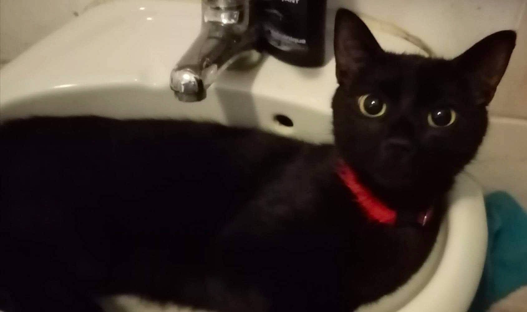 Coco Chanelle a rejoint le concours — aidez-le/la à gagner de superbes lots ! bathroom_accessory, bathroom_sink, black, black_cat, carnivore, cat, ceramic, felidae, fluid, iris, photography, plumbing, plumbing_fixture, sink, small_to_medium_sized_cats, snapshot, snout, tap, vertebrate, whiskers