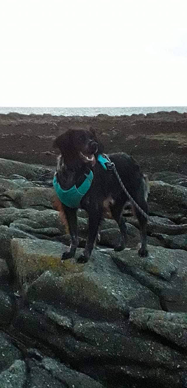 Maxou participe au concours pour gagner de l'argent avec cette photo : bedrock, borador, canidae, carnivore, collar, companion_dog, dog, dog_breed, dog_collar, dog_supply, hunting_dog, leash, pet_supply, rock, snout, sporting_group, tail, working_animal, working_dog