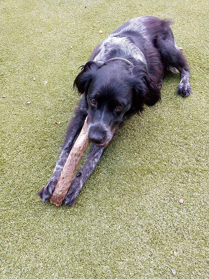 Maxou a rejoint le concours — aidez-le/la à gagner de superbes lots ! borador, canidae, carnivore, companion_dog, dog, dog_breed, dog_supply, gun_dog, hunting_dog, paw, snout, sporting_group, vertebrate, working_animal, working_dog