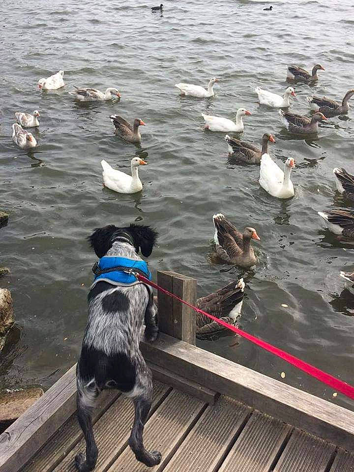 Maxou a rejoint le concours — aidez-le/la à gagner de superbes lots ! _geese_and_swans, beak, bird, canidae, carnivore, dog, dog_breed, duck, ducks, fluid, gull, lake, reflection, seabird, tail, vertebrate, water, water_bird, watercourse, waterfowl