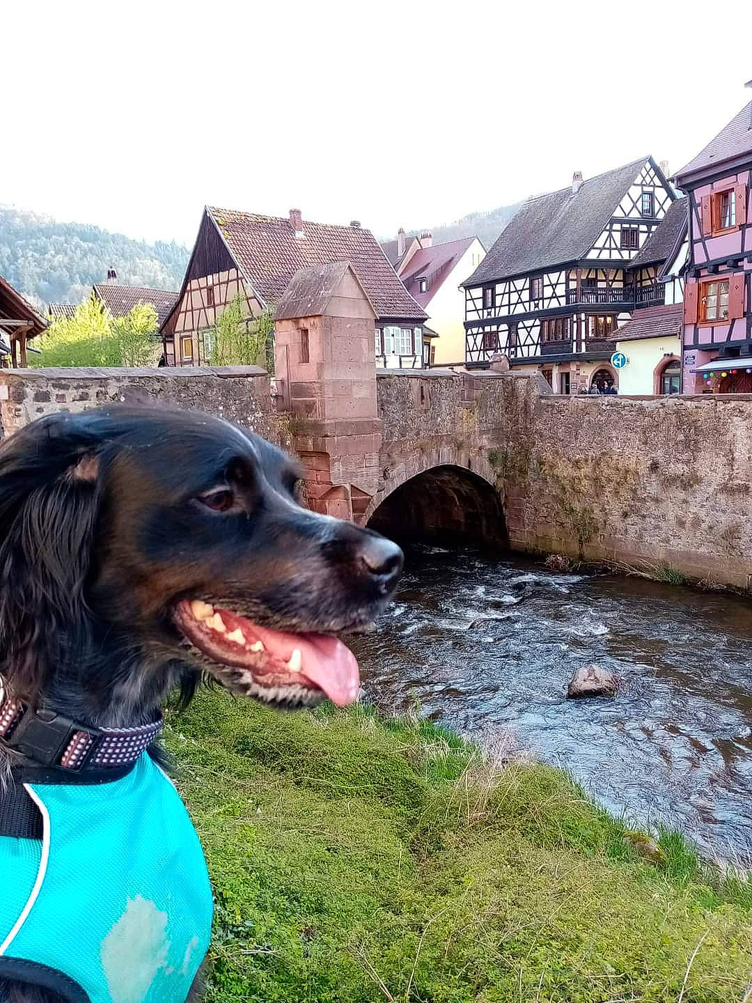 Maxou participe au concours pour gagner de l'argent avec cette photo : canidae, carnivore, collar, companion_dog, cottage, dog, dog_breed, dog_collar, gun_dog, house, hunting_dog, roof, snout, sporting_group, tongue, vertebrate, village, watercourse, window, working_animal