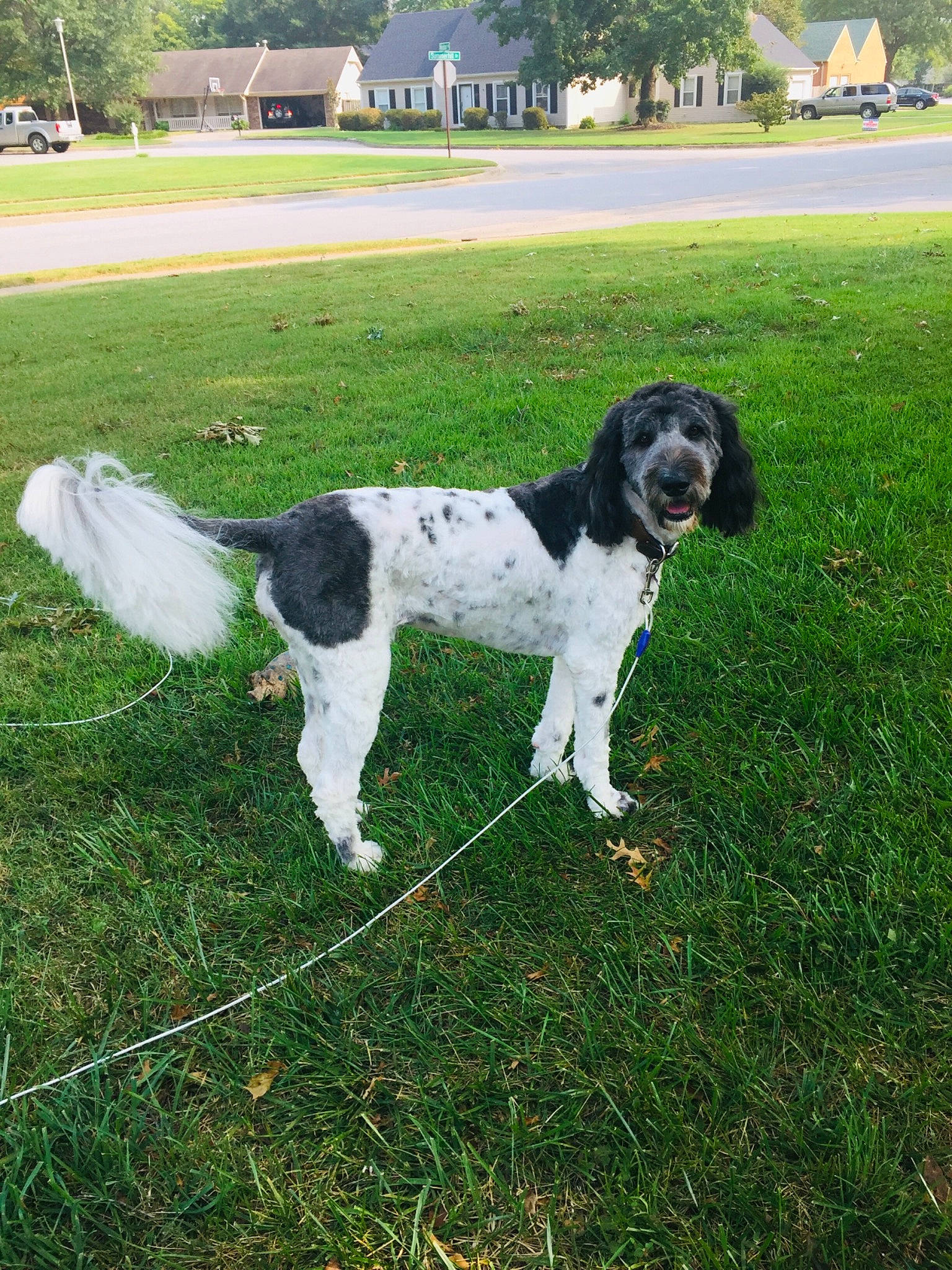 Bella joined the competition — help win amazing prizes! canidae, carnivore, companion_dog, dog, dog_breed, drentse_patrijshond, english_springer_spaniel, french_spaniel, hunting_dog, landseer, large_munsterlander, mammal, rare_breed_dog, russian_spaniel, small_munsterlander, spaniel, sporting_group, stabyhoun, vertebrate, wetterhoun