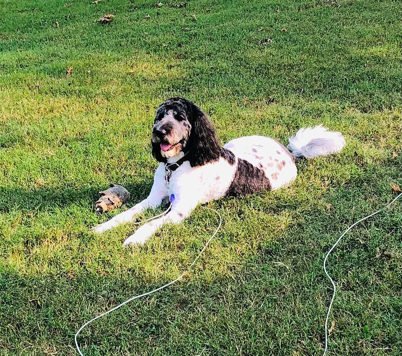 Bella is registered to the contest to win money with this photo: american_cocker_spaniel, canidae, carnivore, cavalier_king_charles_spaniel, companion_dog, dog, dog_breed, english_springer_spaniel, grass, grass_family, green, happy, lawn, leg, meadow, plant, sitting, spaniel, sporting_group, summer