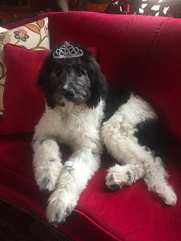 Bella is registered to the contest to win money with this photo: bolonka, canidae, carnivore, cavapoo, cockapoo, companion_dog, dog, dog_breed, kyi_leo, maltepoo, mammal, miniature_poodle, puppy, rare_breed_dog, schnoodle, shih_poo, sporting_group, tibetan_terrier, toy_poodle, vertebrate