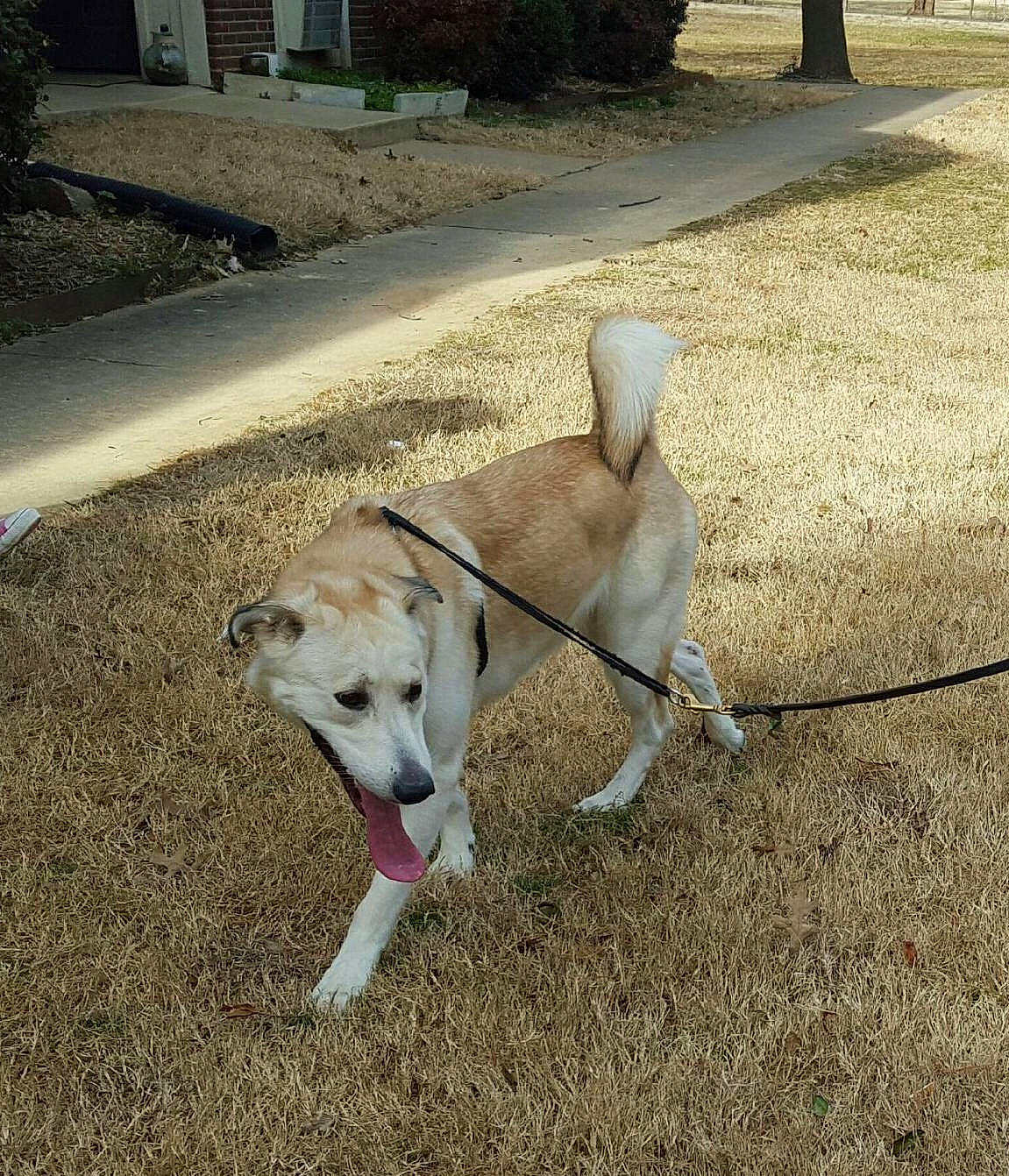 Buttercup joined the competition — help win amazing prizes! canidae, carnivore, companion_dog, cretan_hound, dog, dog_breed, korean_jindo_dog, labrador_husky, leash, mammal, pungsan_dog, rare_breed_dog, sporting_group, tail