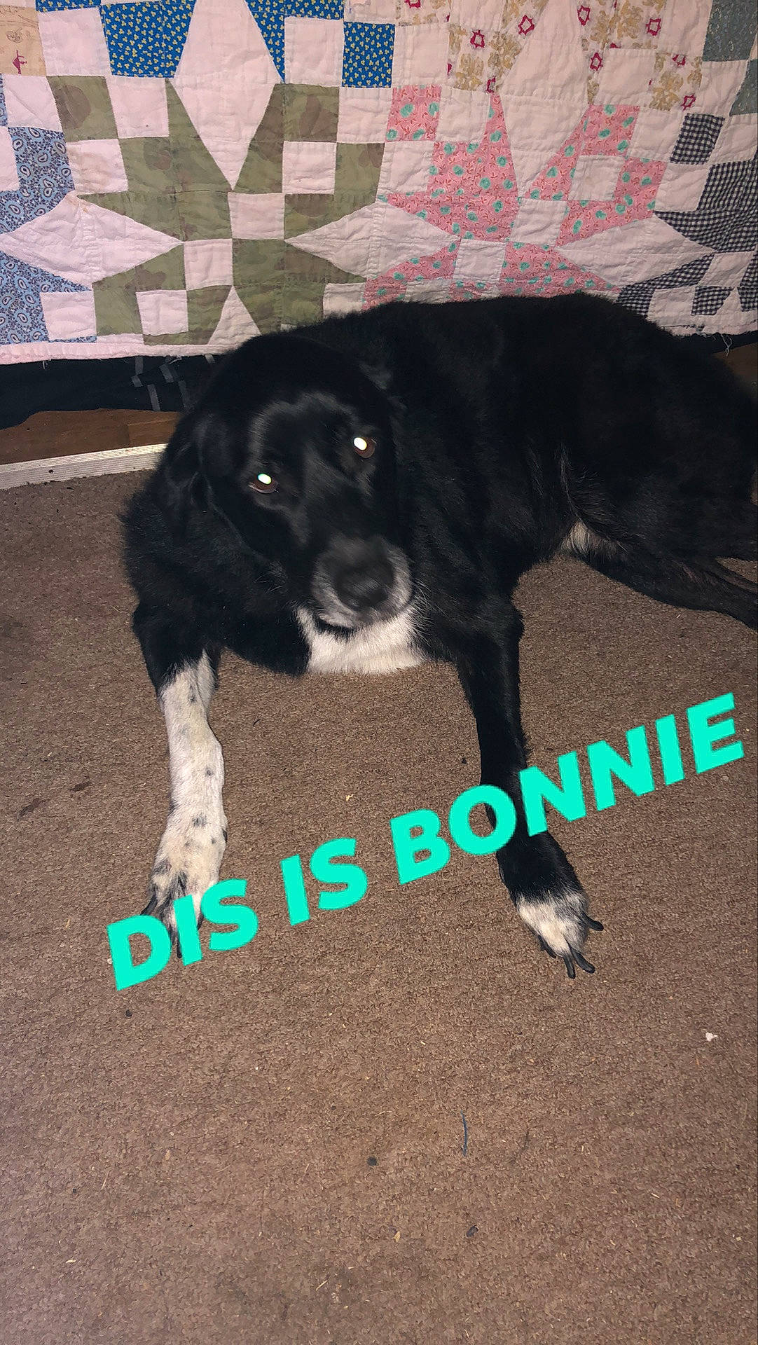 Bonnie