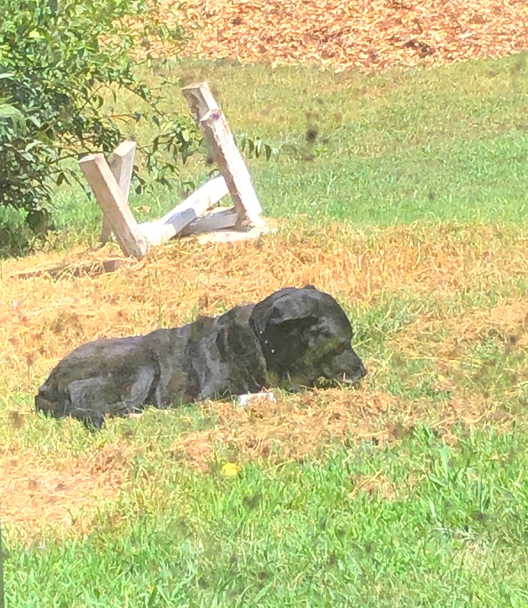 Bonnie joined the competition — help win amazing prizes! canidae, carnivore, dog, dog_breed, grass, guard_dog, hunting_dog, plant, sporting_group