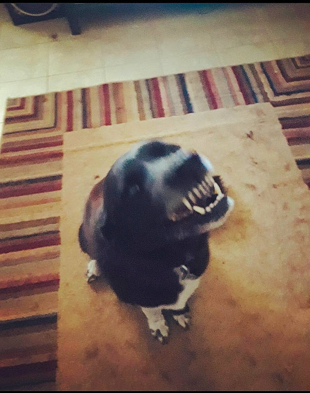 Bonnie joined the competition — help win amazing prizes! art, canidae, fawn, floor, flooring, non_sporting_group, snout, sporting_group, square, wood