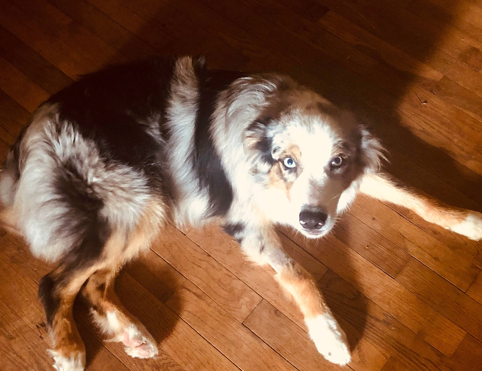 Huck is registered to the contest to win money with this photo: australian_collie, australian_shepherd, border_collie, canidae, carnivore, companion_dog, dog, dog_breed, english_shepherd, fur, herding_dog, mammal, miniature_australian_shepherd, rare_breed_dog, snout, sporting_group, vertebrate, welsh_sheepdog, working_dog