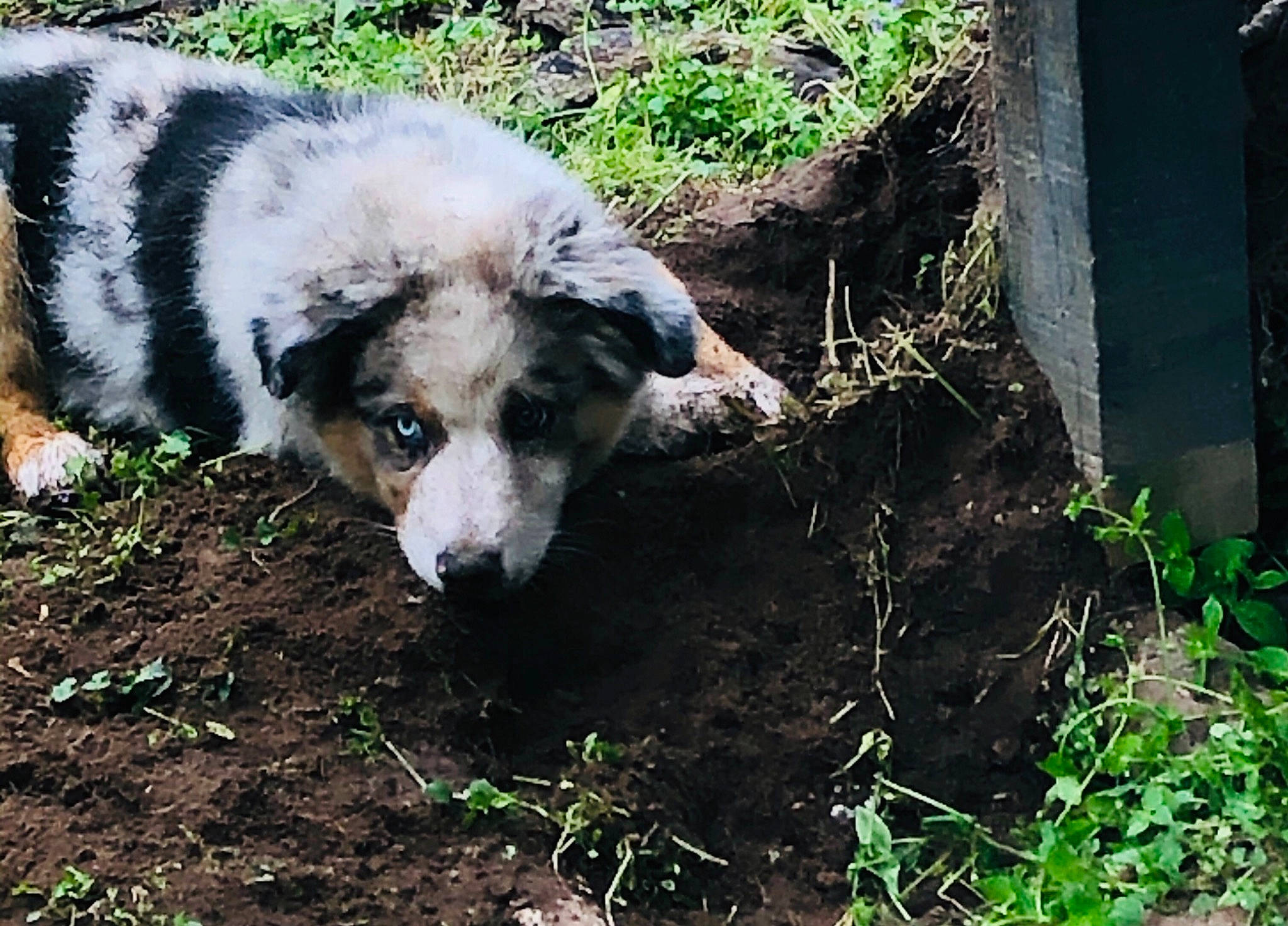 Huck joined the competition — help win amazing prizes! australian_shepherd, border_collie, canidae, carnivore, dog, dog_breed, herding_dog, mammal, miniature_australian_shepherd, texas_heeler, welsh_sheepdog