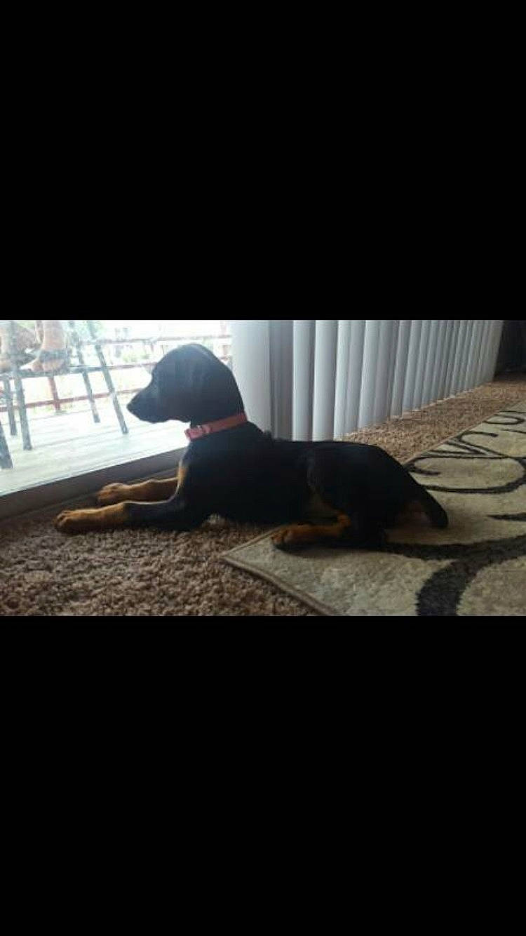 Brin is registered to the contest to win money with this photo: canidae, carnivore, companion_dog, dachshund, dobermann, dog, dog_breed, guard_dog, labrador_retriever, puppy, rottweiler, snout, sporting_group