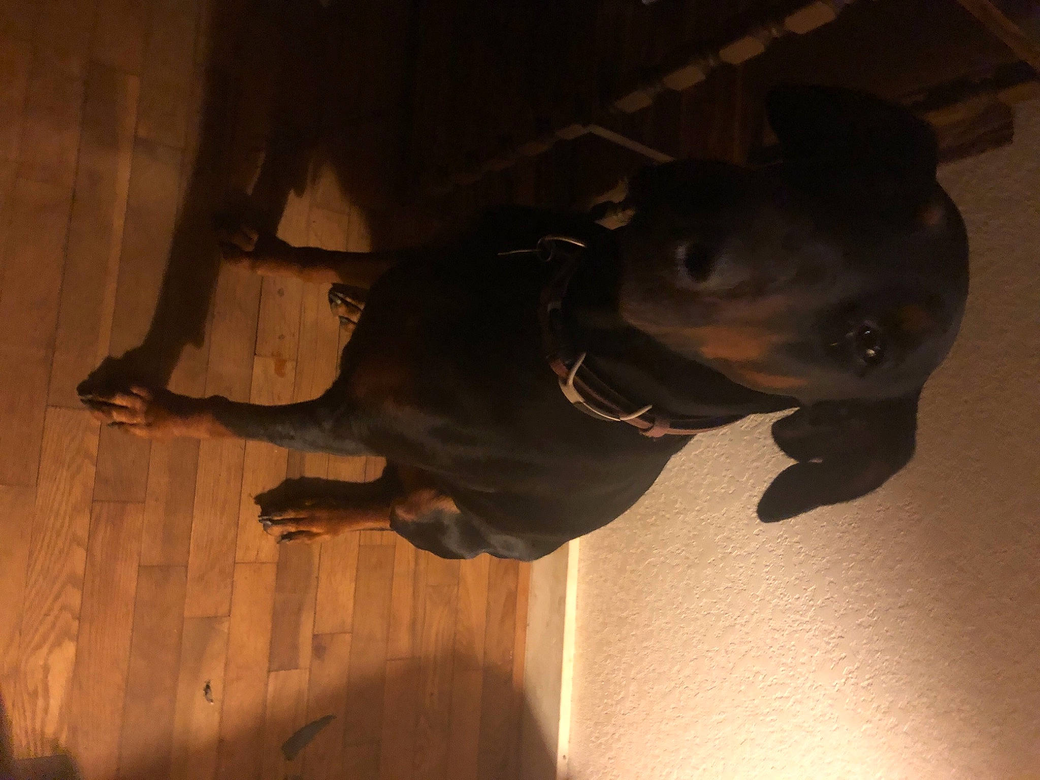 Brin joined the competition — help win amazing prizes! canidae, carnivore, dog_breed, guard_dog, sporting_group