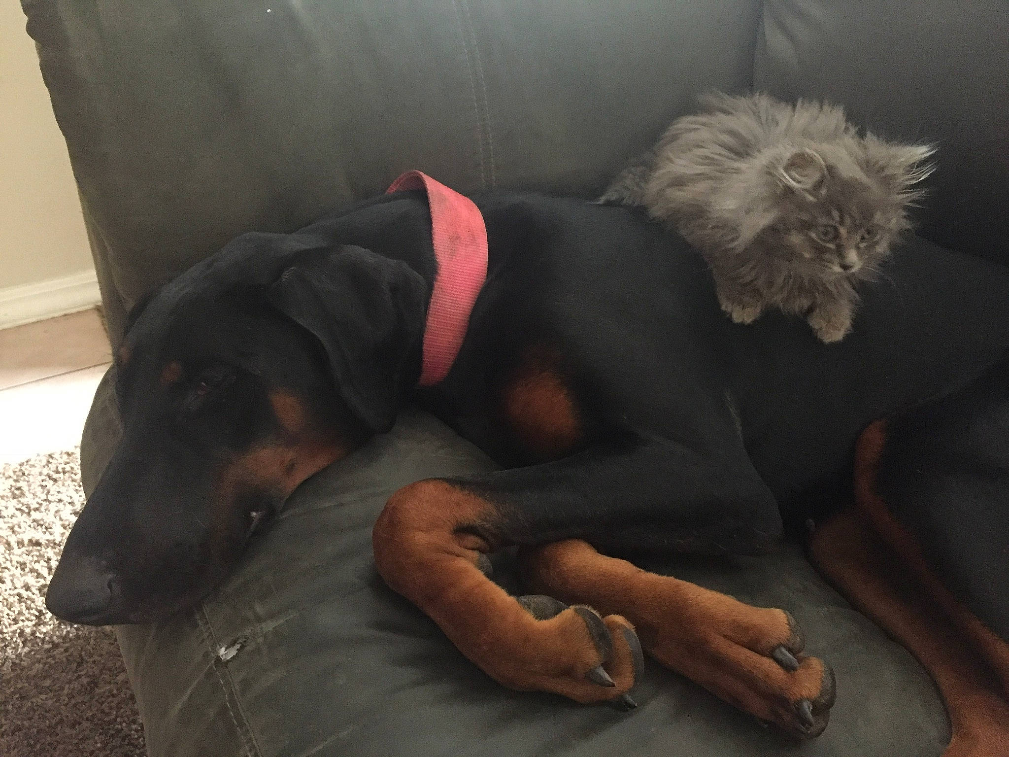 Brin joined the competition — help win amazing prizes! canidae, carnivore, companion_dog, dog, dog_breed, fur, jagdterrier, nap, sporting_group