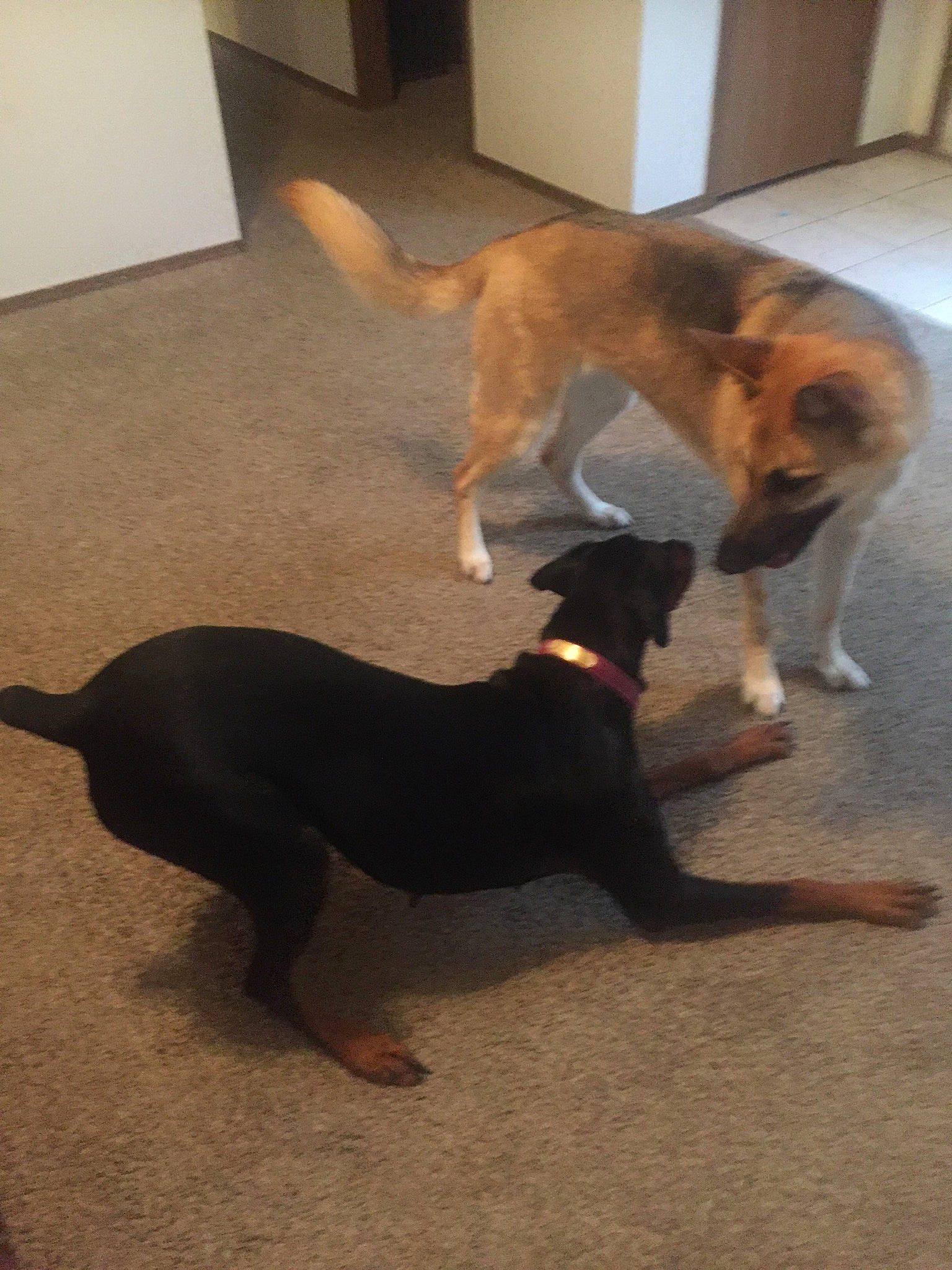 Brin joined the competition — help win amazing prizes! canidae, carnivore, dog, dog_breed, fawn, floor, mammal, sporting_group, tail