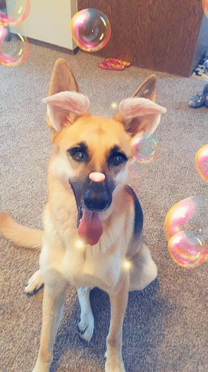 Sassy is registered to the contest to win money with this photo: canidae, carnivore, chihuahua, companion_dog, dog, dog_breed, ear, fawn, german_shepherd_dog, mammal, nose, puppy, rare_breed_dog, snout, street_dog, tail, working_dog