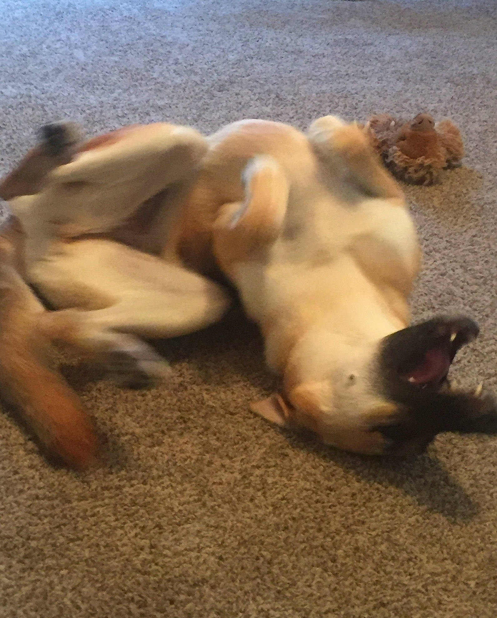 Sassy is registered to the contest to win money with this photo: boerboel, canidae, carnivore, companion_dog, dog, dog_breed, fawn, non_sporting_group, old_english_bulldog, olde_english_bulldogge, paw, pug, puppy, snout, sporting_group, tail