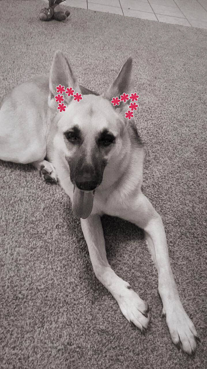 Sassy joined the competition — help win amazing prizes! canidae, carnivore, carolina_dog, dog, dog_breed, ear, fawn, mammal, rare_breed_dog, snout, tail, vertebrate