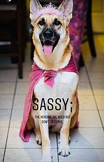 Sassy joined the competition — help win amazing prizes! ancient_dog_breeds, canidae, carnivore, companion_dog, dog, dog_breed, east_european_shepherd, fawn, german_shepherd_dog, king_shepherd, kunming_wolfdog, mammal, police_dog, rare_breed_dog, snout, vertebrate, working_dog