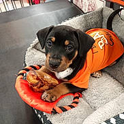 Bowzer joined the competition — help win amazing prizes! puppy, dog, orange_shirt, toy, treat, pet_bed, black_and_tan, cute, indoor, pet, animal, canine, young_dog, paw, soft_bed, resting, playful, looking, close_up, adorable