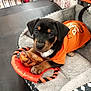 puppy, dog, orange_shirt, toy, treat, pet_bed, black_and_tan, cute, indoor, pet, animal, canine, young_dog, paw, soft_bed, resting, playful, looking, close_up, adorable