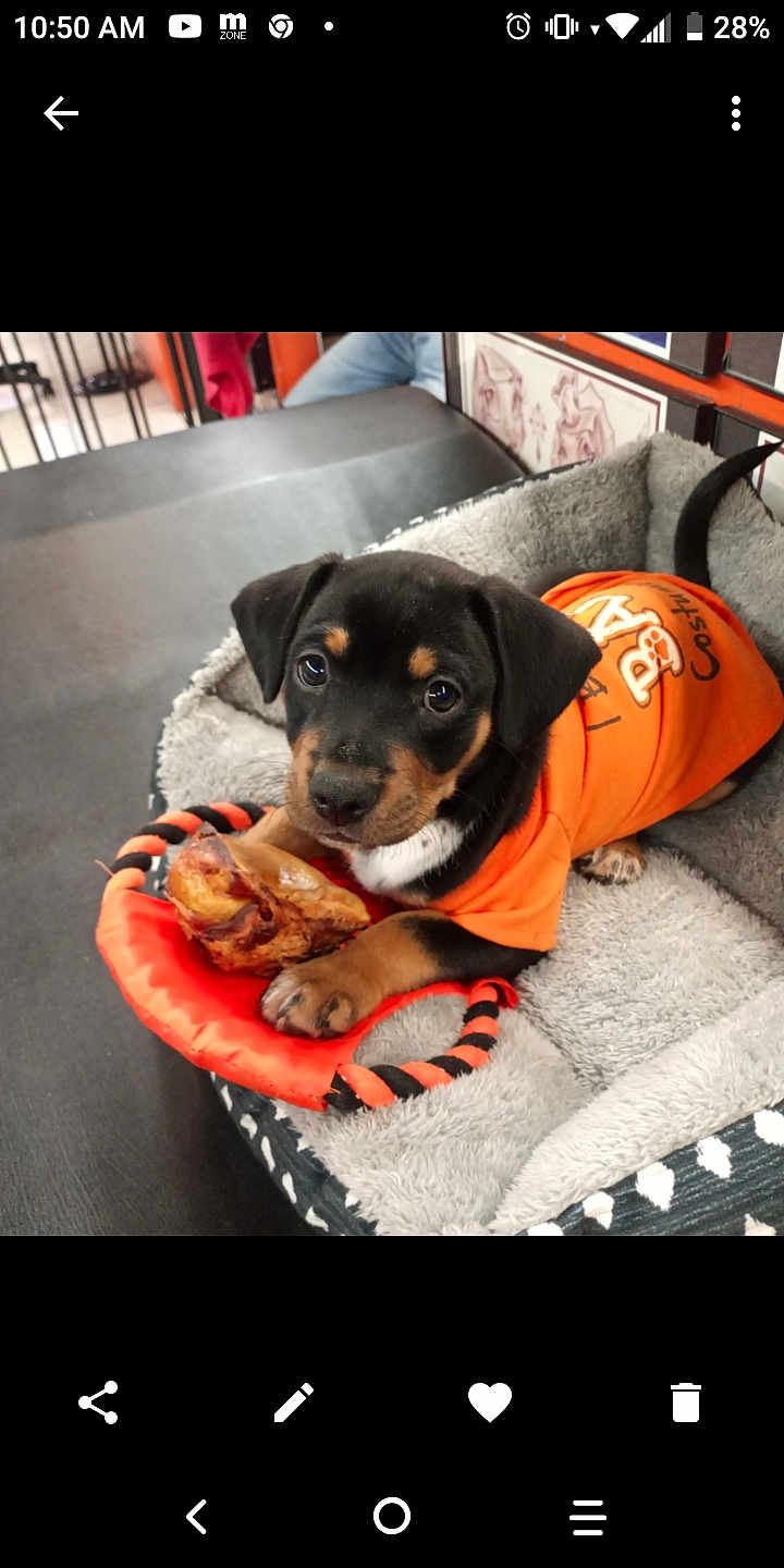 Bowzer joined the competition — help win amazing prizes! puppy, dog, orange_shirt, toy, treat, pet_bed, black_and_tan, cute, indoor, pet, animal, canine, young_dog, paw, soft_bed, resting, playful, looking, close_up, adorable