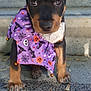 Bowzer joined the competition — help win amazing prizes! puppy, dog, black_fur, tan_fur, steps, concrete, bandana, purple, halloween, pumpkin, bat, skull, spider_web, cute, pet, animal, sitting, outdoor, portrait, young