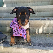 Bowzer is registered to the contest to win money with this photo: puppy, dog, pet, stairs, concrete, bandana, costume, halloween, black, brown, cute, animal, young, outdoor, portrait, sitting, paw, face, ears, looking
