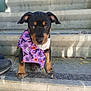 puppy, dog, pet, stairs, concrete, bandana, costume, halloween, black, brown, cute, animal, young, outdoor, portrait, sitting, paw, face, ears, looking