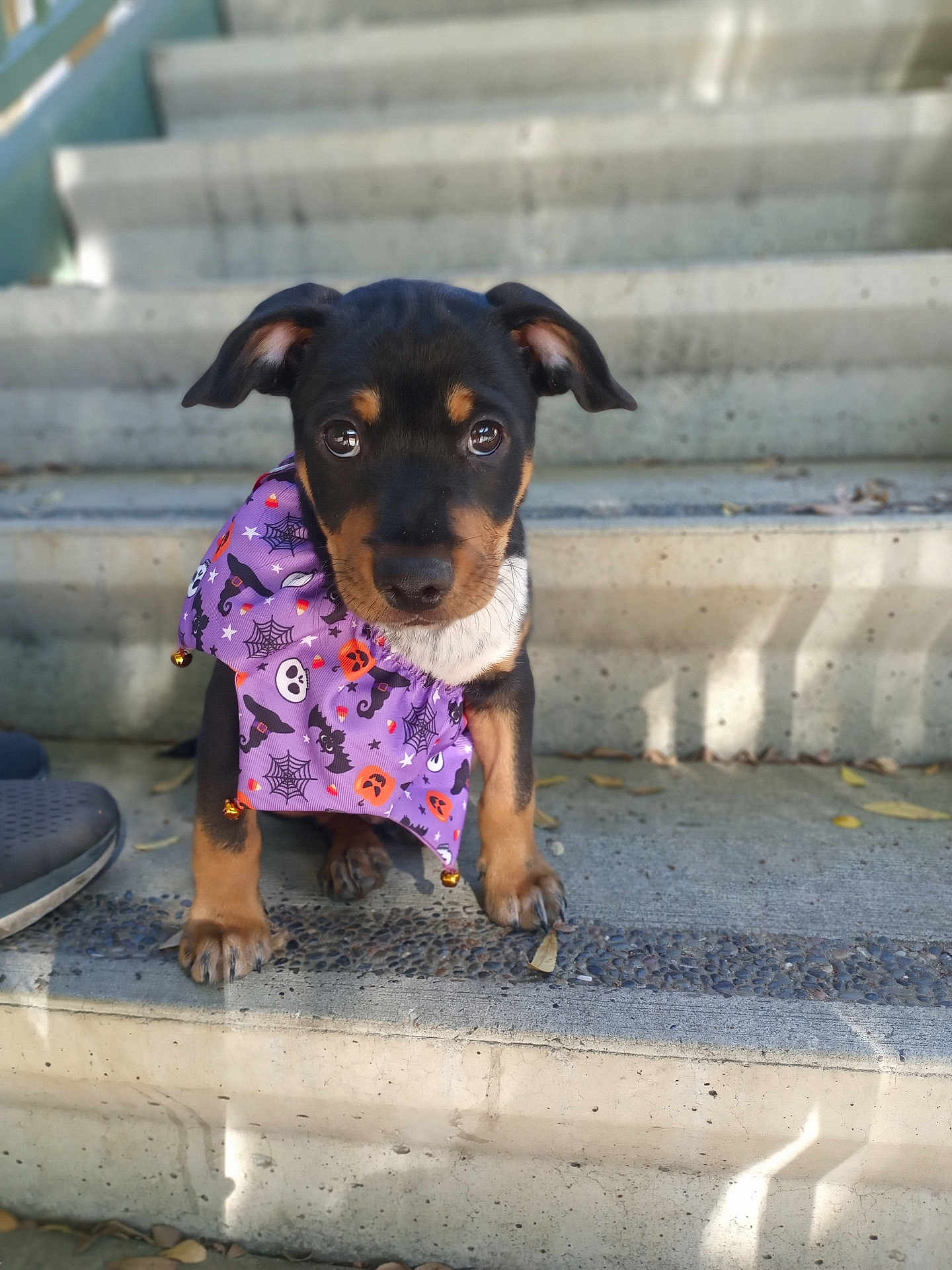 Bowzer is registered to the contest to win money with this photo: puppy, dog, pet, stairs, concrete, bandana, costume, halloween, black, brown, cute, animal, young, outdoor, portrait, sitting, paw, face, ears, looking