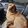 animal, canine, car, dashboard, daylight, dog, door, fur, golden_retriever, interior, looking, pet, reflection, relaxed, seat, side_mirror, transportation, vehicle, water_bottle, window