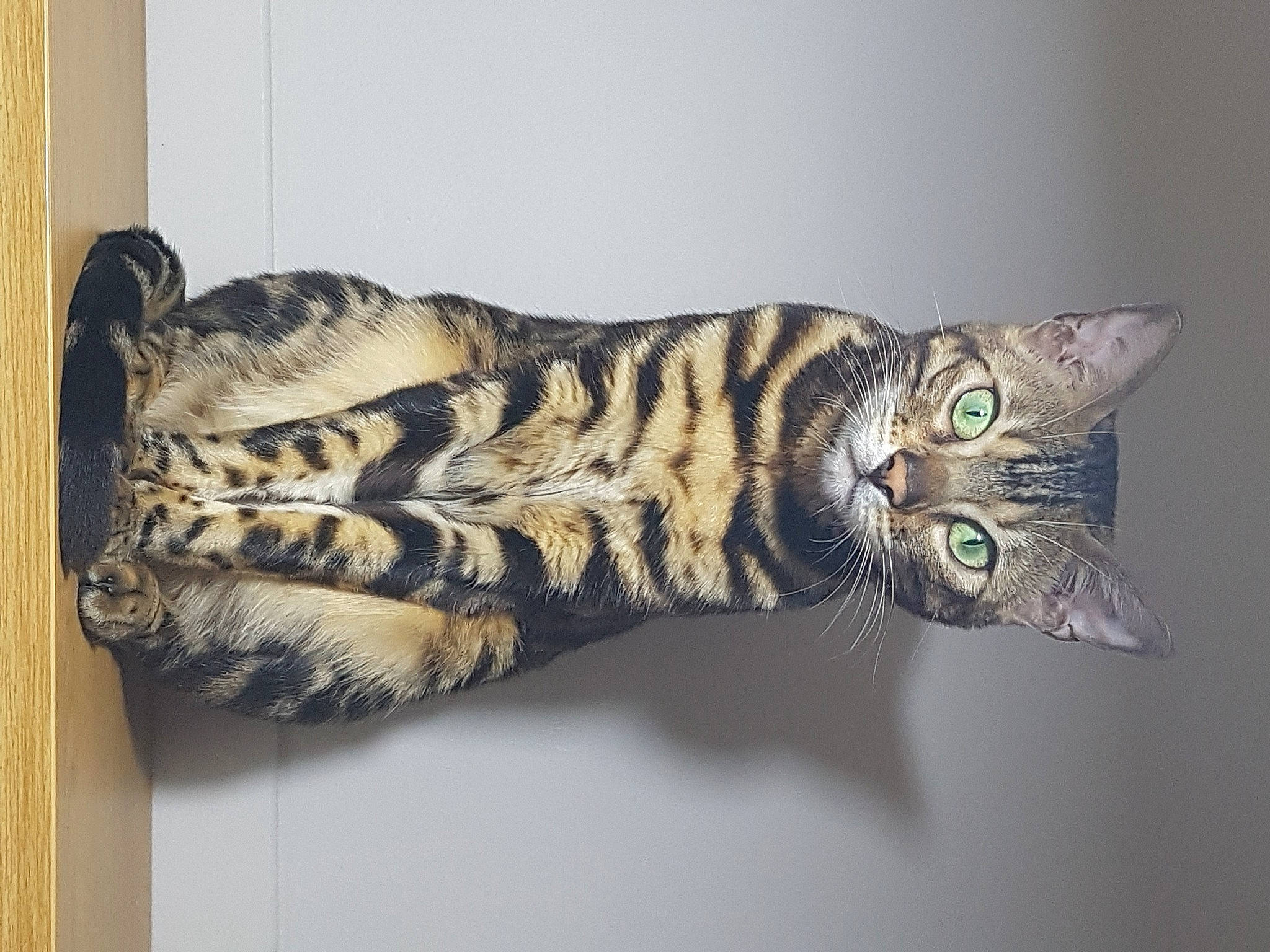 Bobbie joined the competition — help win amazing prizes! art, big_cats, carnivore, cat, claw, domestic_short_haired_cat, felidae, fur, metal, military_camouflage, pattern, paw, siberian_tiger, small_to_medium_sized_cats, tail, terrestrial_animal, whiskers, wildlife, wood