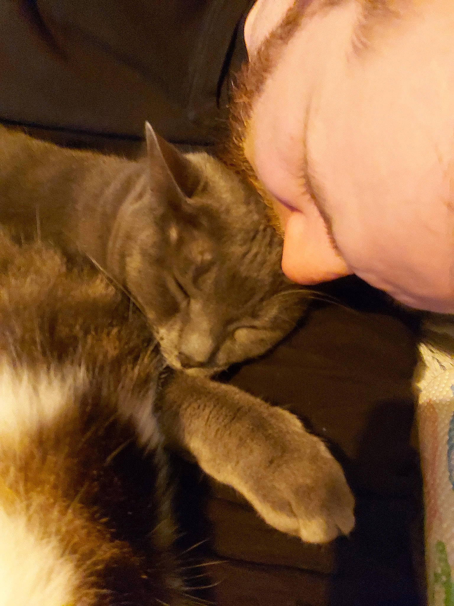 Azz a rejoint le concours — aidez-le/la à gagner de superbes lots ! asian, carnivore, cat, domestic_short_haired_cat, ear, fawn, felidae, fur, kitten, nap, nebelung, paw, sleep, small_to_medium_sized_cats, snout, whiskers