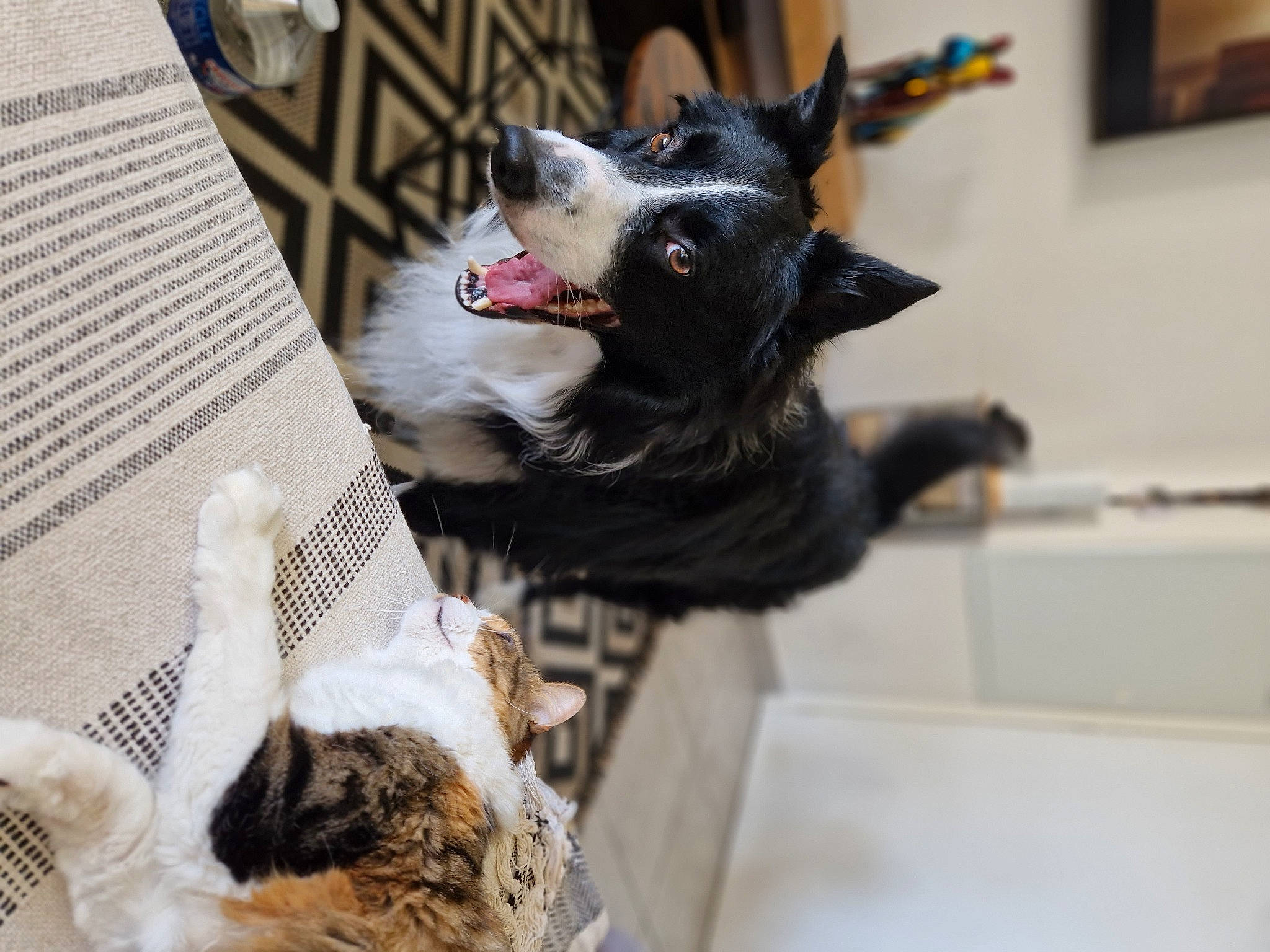 Orion a rejoint le concours — aidez-le/la à gagner de superbes lots ! carmine, carnivore, cat, collar, companion_dog, dog, dog_breed, dog_collar, domestic_short_haired_cat, felidae, fur, newspaper, paw, picture_frame, small_to_medium_sized_cats, snout, sporting_group, tail, whiskers, working_animal