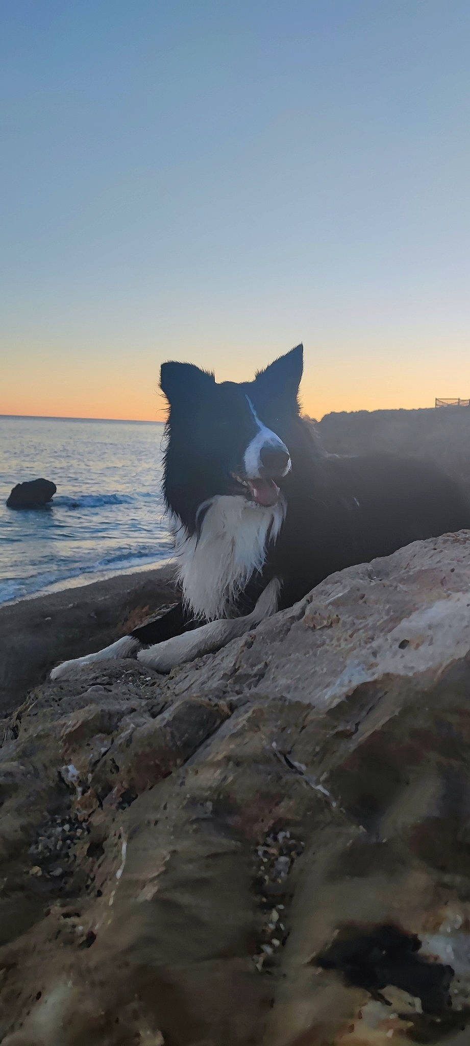 Orion a rejoint le concours — aidez-le/la à gagner de superbes lots ! beach, carnivore, coast, companion_dog, dog, dog_breed, headland, horizon, lake, landscape, ocean, recreation, rock, sky, sporting_group, water, wave, wind_wave, winter, wood