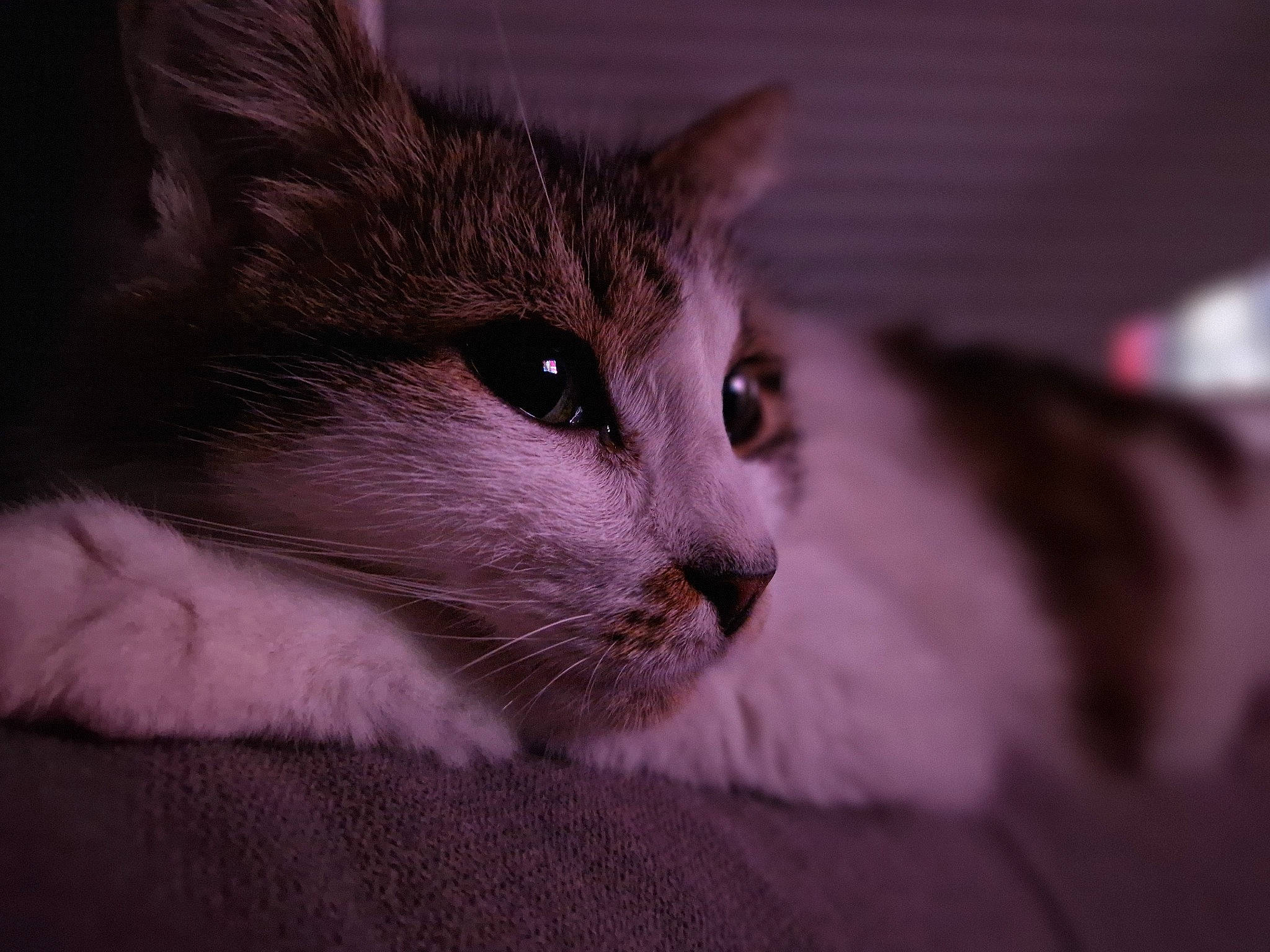 Iris a rejoint le concours — aidez-le/la à gagner de superbes lots ! carnivore, cat, comfort, curious, domestic_short_haired_cat, felidae, fur, small_to_medium_sized_cats, snout, whiskers