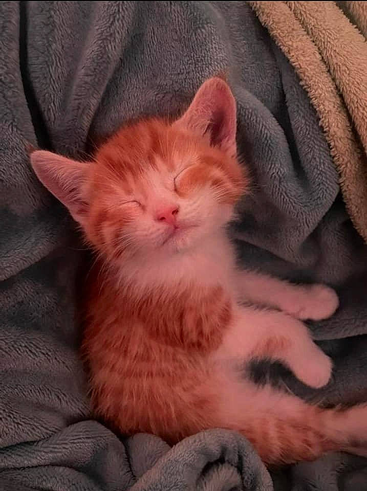 O J is registered to the contest to win money with this photo: carnivore, cat, comfort, ear, eye, fawn, felidae, foot, fur, gesture, hair, head, iris, leg, nose, paw, small_to_medium_sized_cats, snout, tail, whiskers