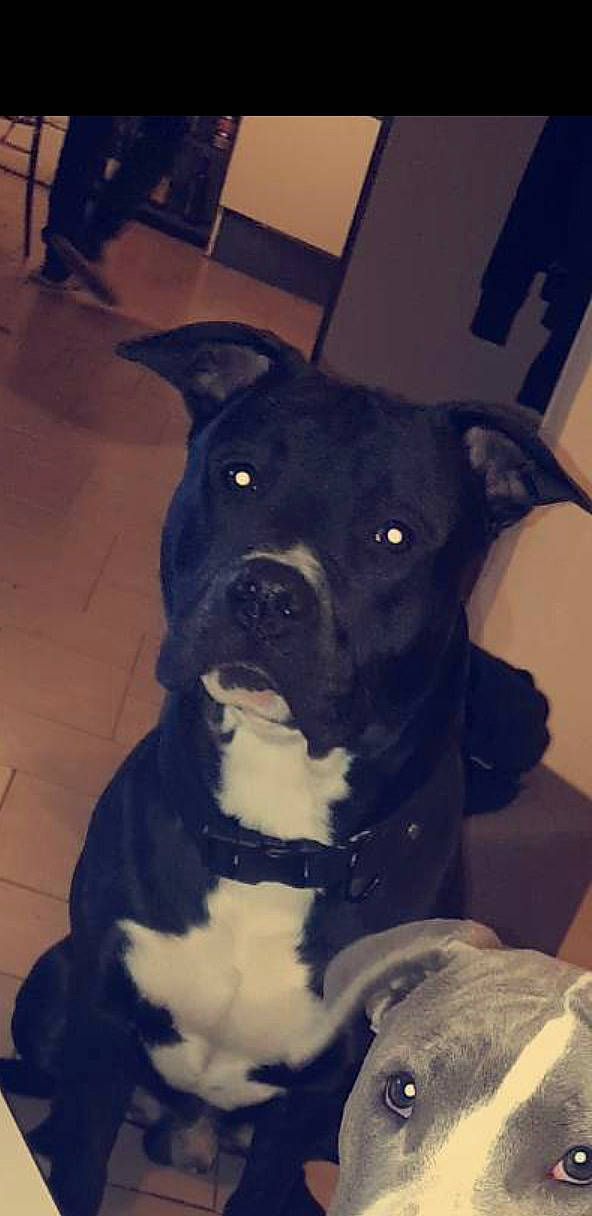 Tyson participe au concours pour gagner de l'argent avec cette photo : american_pit_bull_terrier, american_staffordshire_terrier, bandog, canidae, carnivore, companion_dog, dog, dog_breed, ear, fawn, mammal, non_sporting_group, nose, pit_bull, puppy, rare_breed_dog, snout, sporting_group, staffordshire_bull_terrier, valley_bulldog