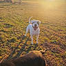 Rio a rejoint le concours — aidez-le/la à gagner de superbes lots ! animal, canine, daylight, dog, dogs, field, grass, happy, landscape, mammal, nature, open_space, outdoor, pet, playful, scenic, shadow, summer, sunlight, sunset