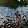Rio a rejoint le concours — aidez-le/la à gagner de superbes lots ! adventure, animal, canine, daytime, dog, forest, happy, landscape, nature, outdoor, pet, playful, river, rocks, scenic, sky, summer, sunlight, trees, water