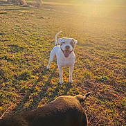 Rio a rejoint le concours — aidez-le/la à gagner de superbes lots ! animal, canine, daylight, dog, dogs, field, grass, happy, landscape, mammal, nature, open_space, outdoor, pet, playful, shadow, sky, sun, sunlight, sunset