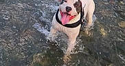 Rio a rejoint le concours — aidez-le/la à gagner de superbes lots ! animal, black_and_white, canine, cheerful, dog, happy, harness, joyful, muzzle, nature, outdoor, pet, playful, river, shallow_water, splash, summer, tongue_out, water, wet