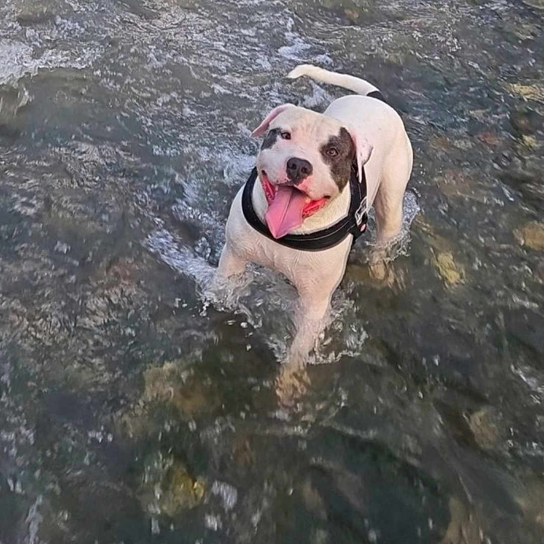 Rio a rejoint le concours — aidez-le/la à gagner de superbes lots ! animal, black_and_white, canine, cheerful, dog, happy, harness, joyful, muzzle, nature, outdoor, pet, playful, river, shallow_water, splash, summer, tongue_out, water, wet