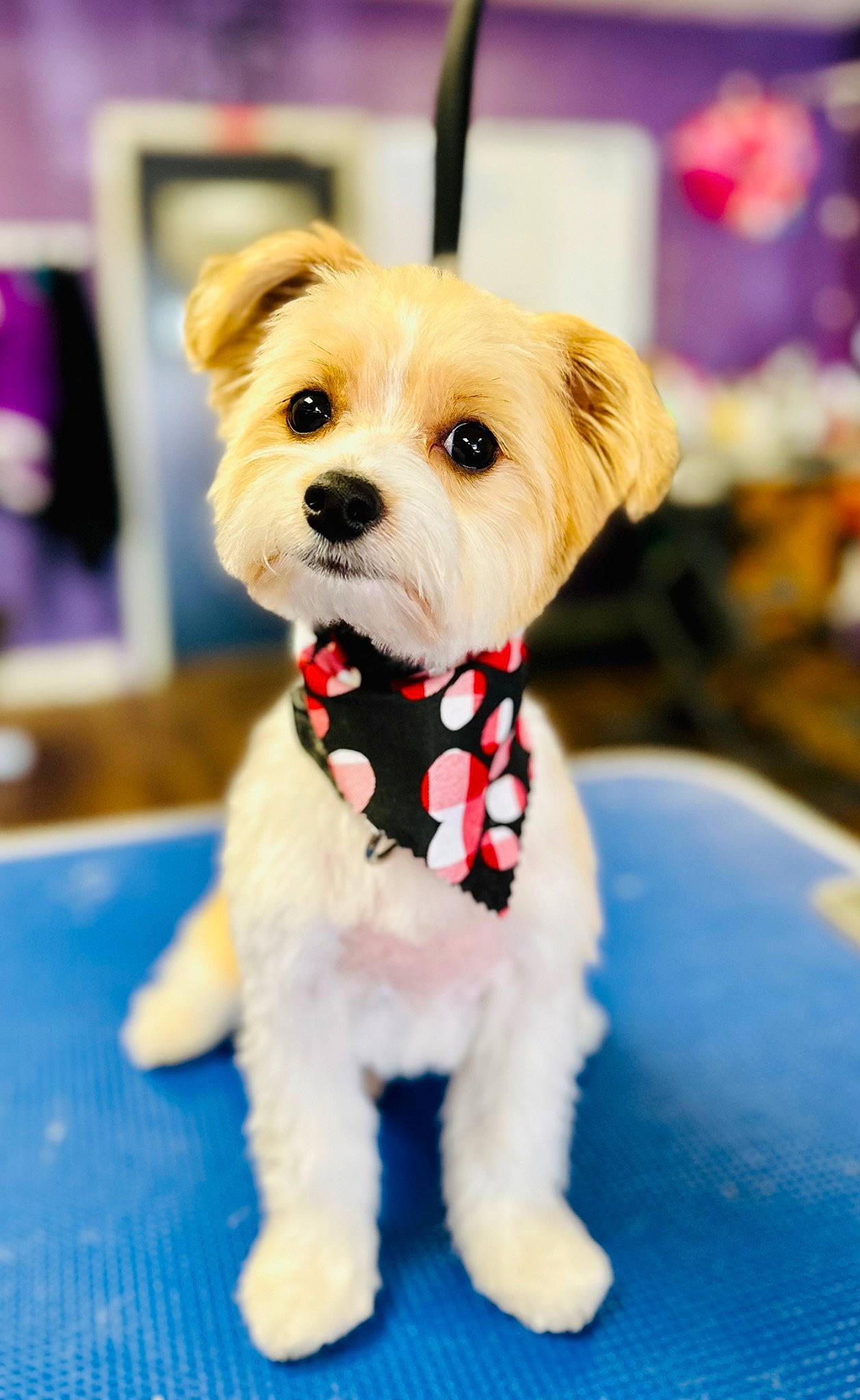 Ollie joined the competition — help win amazing prizes! canidae, carnivore, collar, companion_dog, dog, dog_breed, dog_clothes, dog_collar, dog_supply, event, fashion_accessory, fawn, fur, leash, pet_supply, snout, sporting_group, terrier, toy_dog, working_animal
