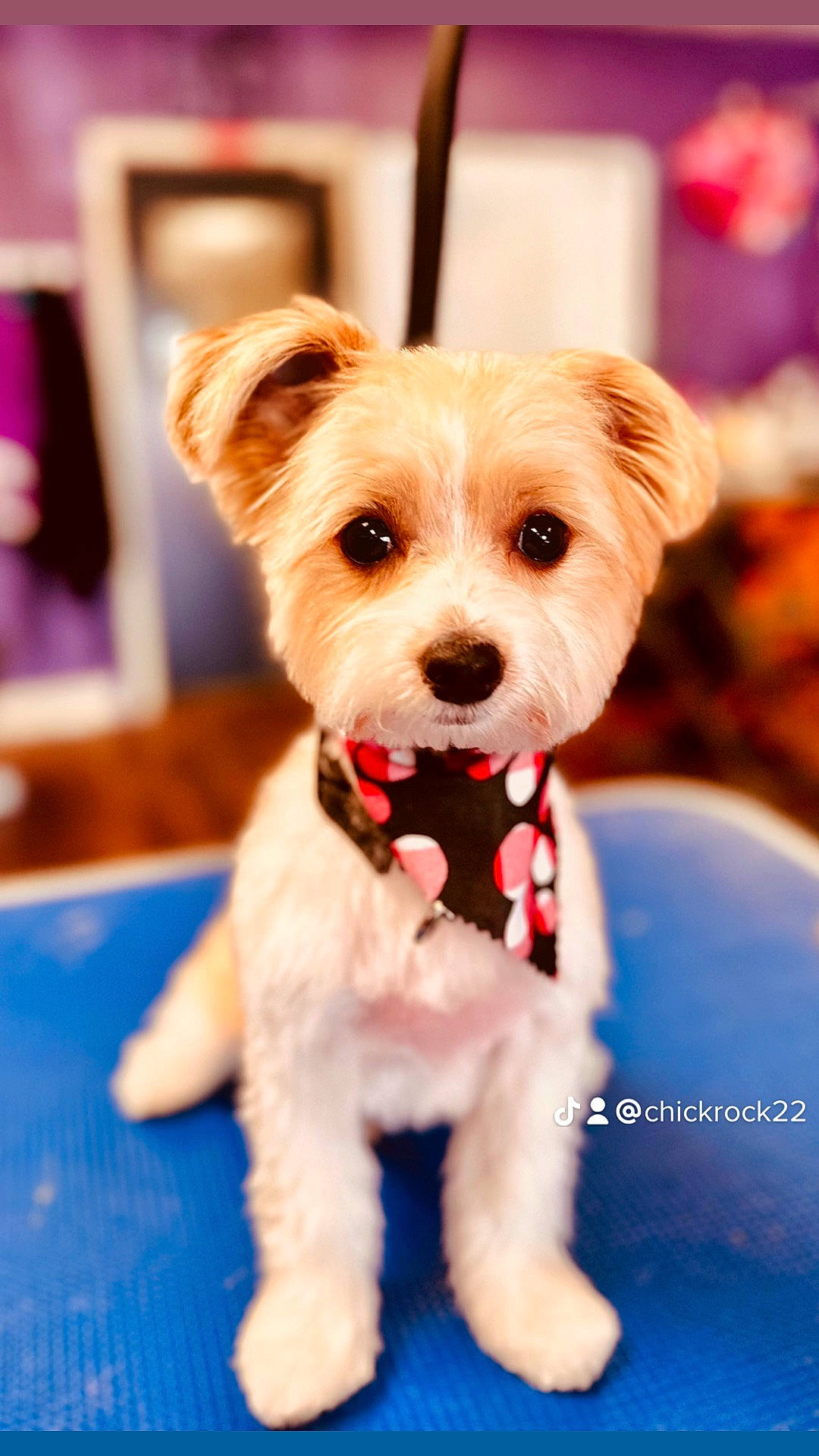 Ollie is registered to the contest to win money with this photo: canidae, carnivore, collar, companion_dog, dog, dog_breed, dog_clothes, dog_collar, dog_supply, event, fashion_accessory, fawn, fur, pattern, pet_supply, snout, sporting_group, toy, toy_dog, working_animal