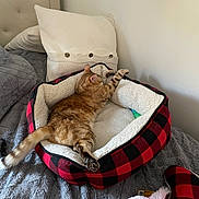 Stormi joined the competition — help win amazing prizes! cat, pet_bed, orange_tabby, stretching, blanket, stuffed_animal, bedroom, cozy, furniture, pillow, soft, indoor, relaxing, plush, sleepy, comfort, animal, fur, cute, rest