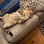 Stormi is registered to the contest to win money with this photo: cat, tabby, couch, pillow, indoor, feline, relaxed, pet, fur, striped, wooden_floor, cozy, living_room, animal, home, sleepy, comfort, mammal, domestic, resting