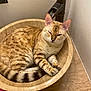 Stormi is registered to the contest to win money with this photo: cat, sleeping, spotted, striped_tail, sink, stone_sink, bathroom, pet, feline, fur, animal, relaxed, cozy, domestic_cat, whiskers, paws, ears, tail, resting, indoor