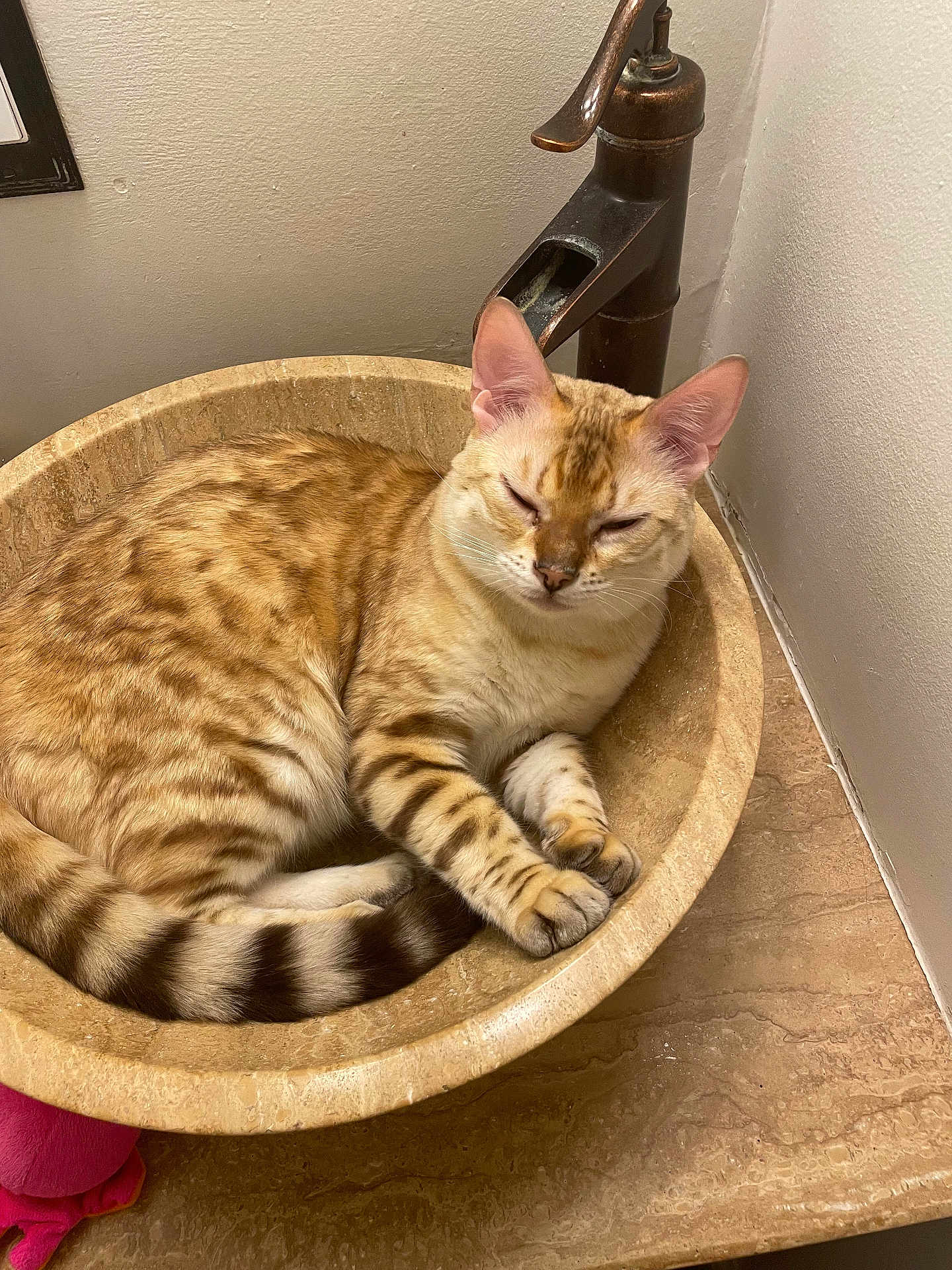 Stormi is registered to the contest to win money with this photo: cat, sleeping, spotted, striped_tail, sink, stone_sink, bathroom, pet, feline, fur, animal, relaxed, cozy, domestic_cat, whiskers, paws, ears, tail, resting, indoor