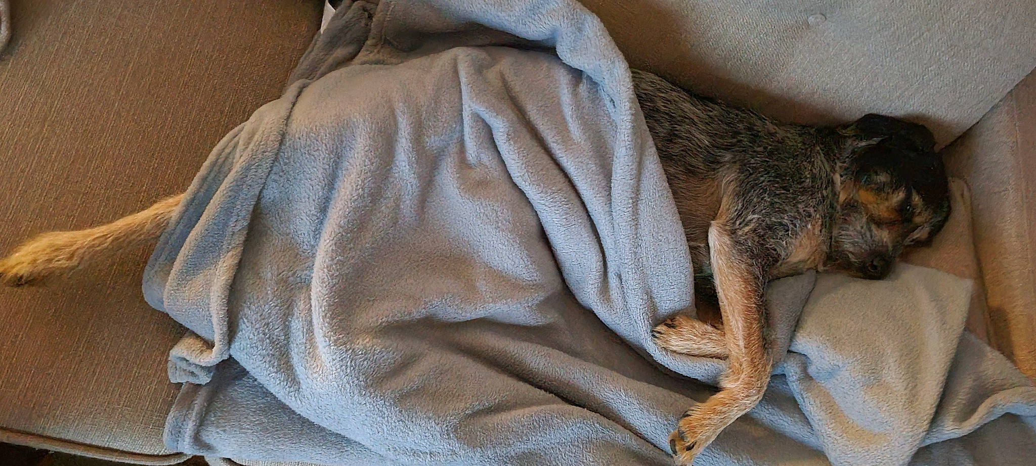 Samy participe au concours pour gagner de l'argent avec cette photo : carnivore, claw, comfort, fawn, felidae, grey, hat, human_leg, knee, linens, reptile, scaled_reptile, sleeve, small_to_medium_sized_cats, tail, terrestrial_animal, textile, thigh, whiskers, wood