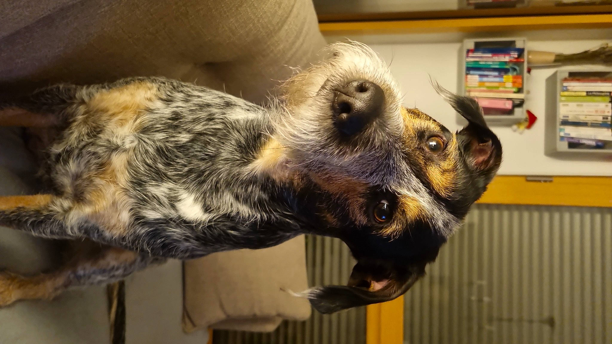 Samy participe au concours pour gagner de l'argent avec cette photo : art, canidae, claw, dog_breed, falconiformes, felidae, fur, kitchen_appliance, snout, sporting_group, tail, terrestrial_animal, whiskers, wildlife